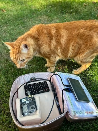 cat